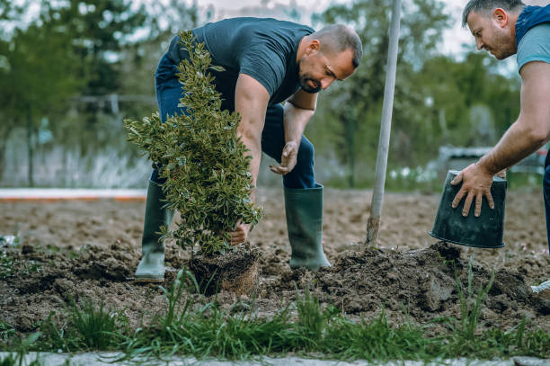 Trusted Belleville, MI Tree Service Experts